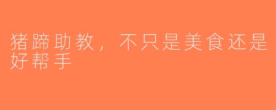 猪蹄助教，不只是美食还是好帮手