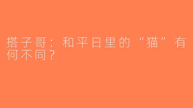 搭子哥：和平日里的“猫”有何不同？