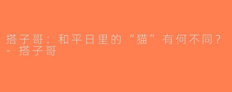 搭子哥：和平日里的“猫”有何不同？-搭子哥