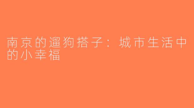 南京的遛狗搭子：城市生活中的小幸福