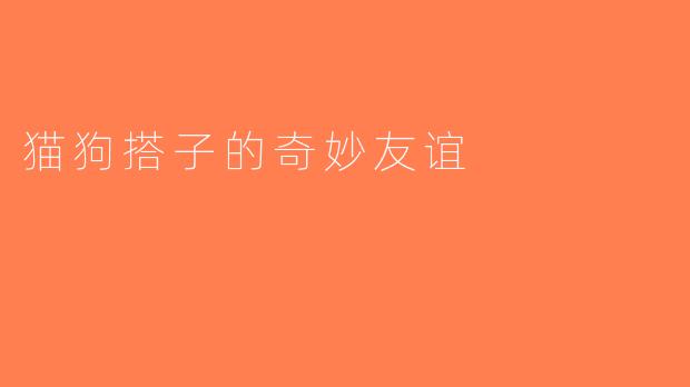 猫狗搭子的奇妙友谊