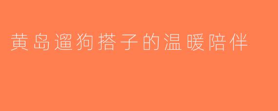 黄岛遛狗搭子的温暖陪伴