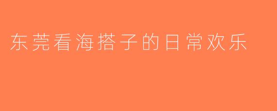东莞看海搭子的日常欢乐