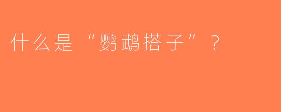 什么是“鹦鹉搭子”？