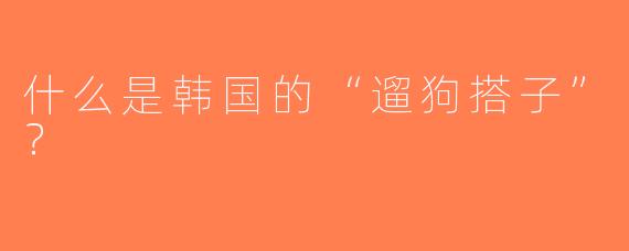 什么是韩国的“遛狗搭子”？  