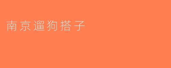 南京遛狗搭子