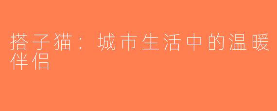 搭子猫：城市生活中的温暖伴侣