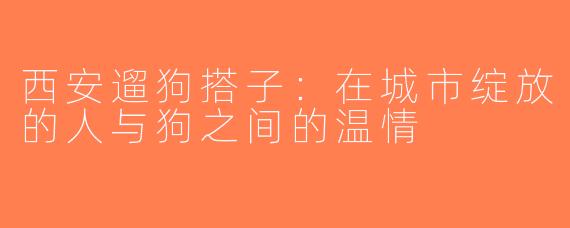 西安遛狗搭子：在城市绽放的人与狗之间的温情