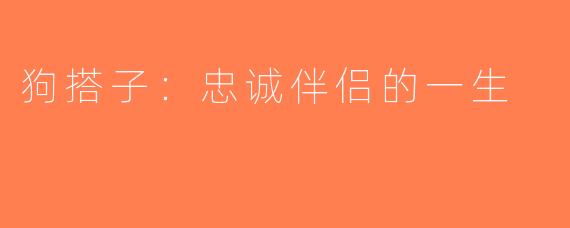 狗搭子：忠诚伴侣的一生