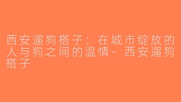 西安遛狗搭子：在城市绽放的人与狗之间的温情-西安遛狗搭子