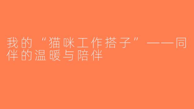 我的“猫咪工作搭子”——同伴的温暖与陪伴