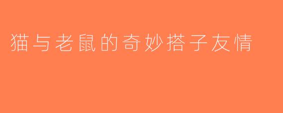 猫与老鼠的奇妙搭子友情