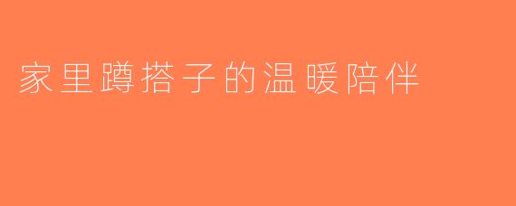 家里蹲搭子的温暖陪伴