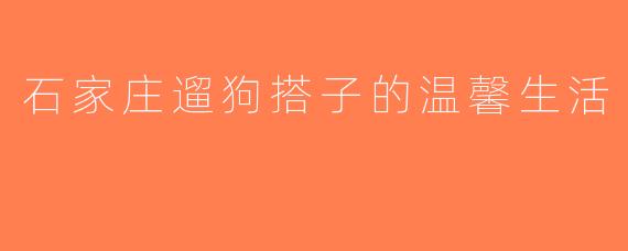 石家庄遛狗搭子的温馨生活