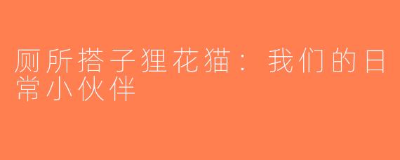 厕所搭子狸花猫：我们的日常小伙伴