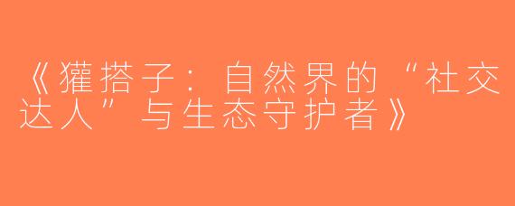 《獾搭子：自然界的“社交达人”与生态守护者》