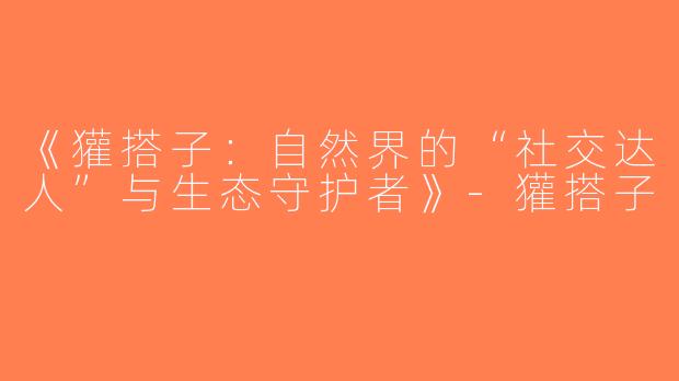 《獾搭子：自然界的“社交达人”与生态守护者》-獾搭子