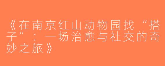 《在南京红山动物园找“搭子”：一场治愈与社交的奇妙之旅》