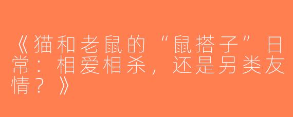 《猫和老鼠的“鼠搭子”日常：相爱相杀，还是另类友情？》