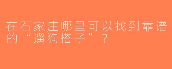 在石家庄哪里可以找到靠谱的“遛狗搭子”？