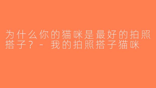 为什么你的猫咪是最好的拍照搭子？-我的拍照搭子猫咪