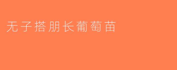 无子搭朋长葡萄苗