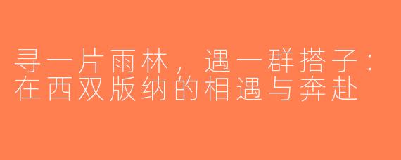 寻一片雨林，遇一群搭子：在西双版纳的相遇与奔赴