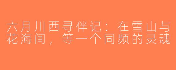 六月川西寻伴记:在雪山与花海间,等一个同频的灵魂